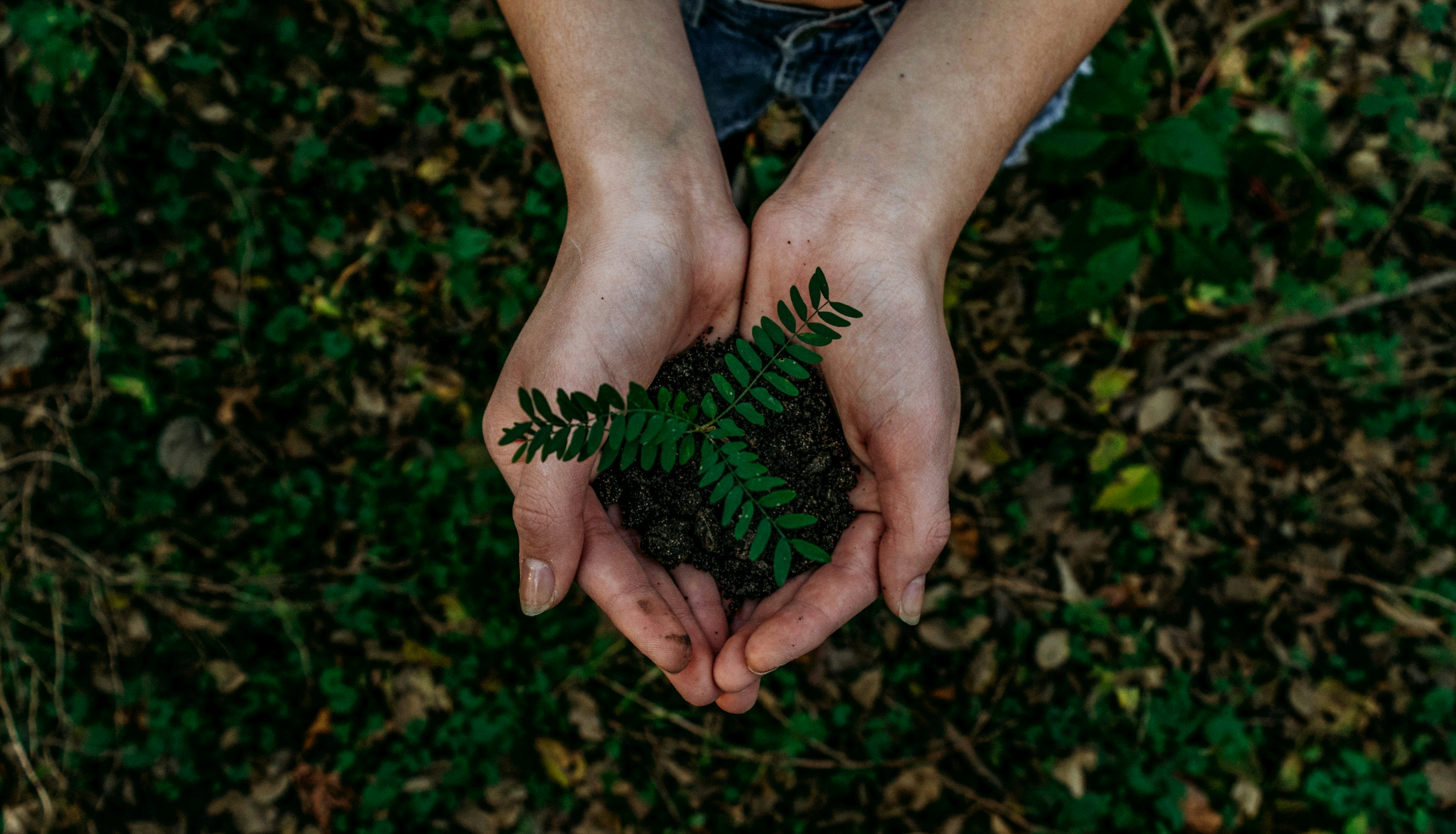 Hands holding a small plant over a forest floor.
